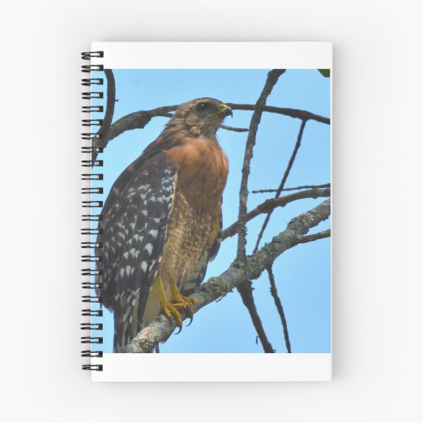 Item preview, Red Tailed Hawk Panorama designed and sold by LisaWootenPhoto.
