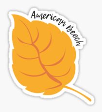American Beech Sticker