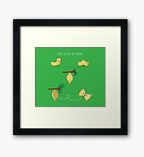 Life cycle of pasta Framed Print