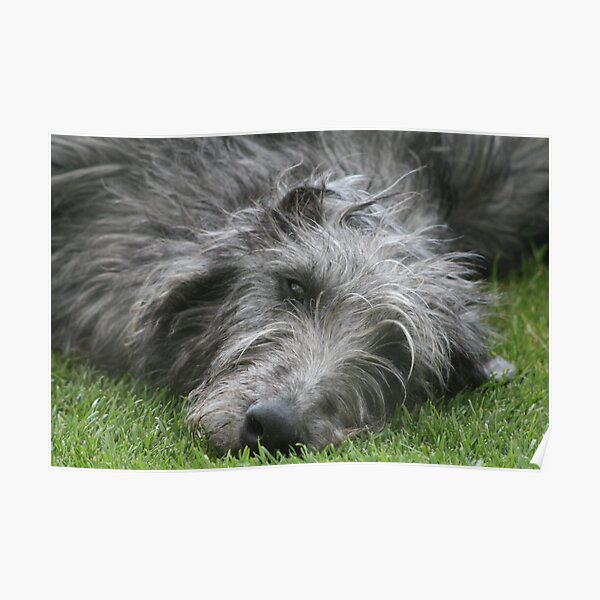Bo - the Dear Deerhound Poster