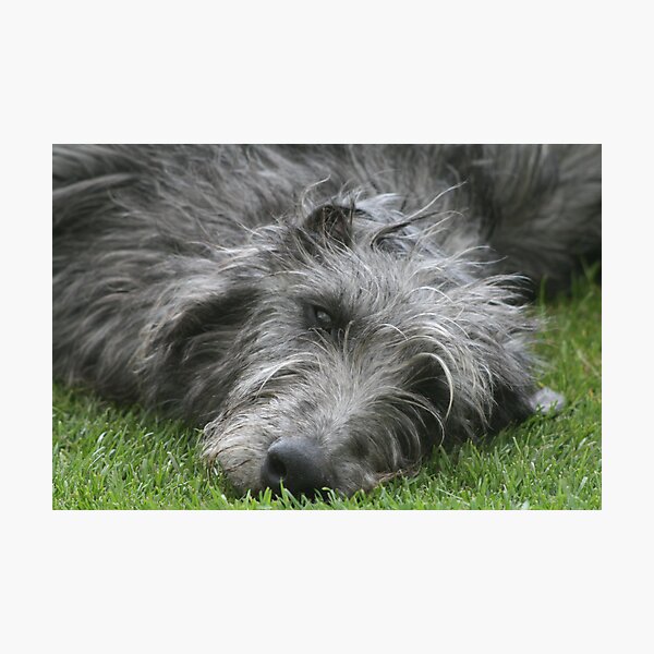 Bo - the Dear Deerhound Photographic Print