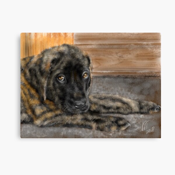 English Mastiff Puppy Canvas Print