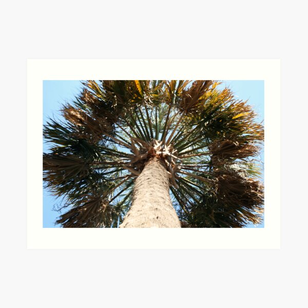 Palmetto Tree Art Prints | Redbubble