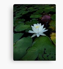 Luminous Canvas Print