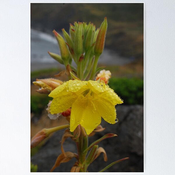 Item preview, Evening Primrose designed and sold by Bryan Spellman.