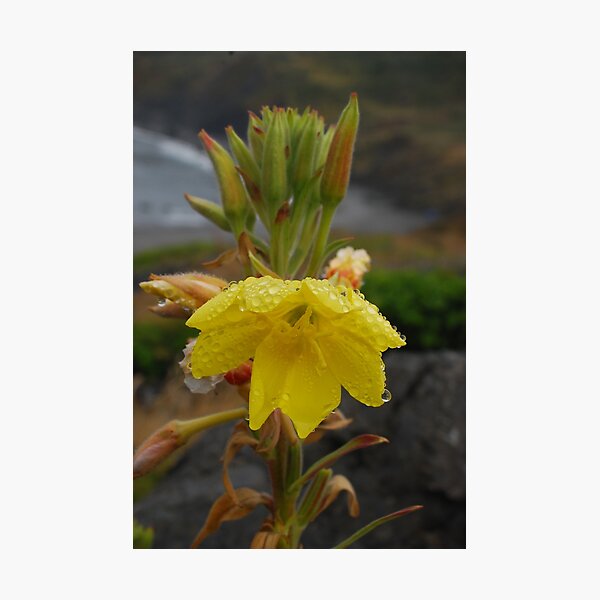 Item preview, Evening Primrose designed and sold by Bryan Spellman.