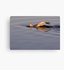 Dolphin Tails Canvas Print