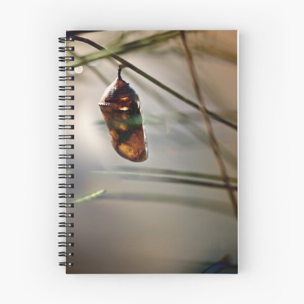 Item preview, Cocoon designed and sold by Juan-Luis.