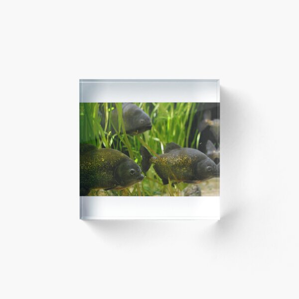 Item preview, Fish designed and sold by datedrose.