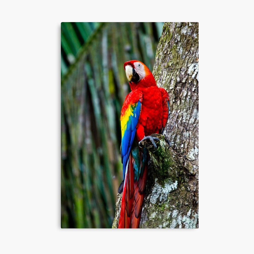 Milieuactivist Australië Luchten Scarlet Macaw in Costa Rica Jungle" Poster for Sale by wasootch | Redbubble