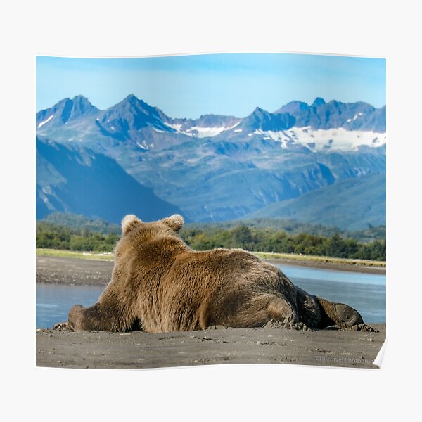 Resting Bear Cub Poster