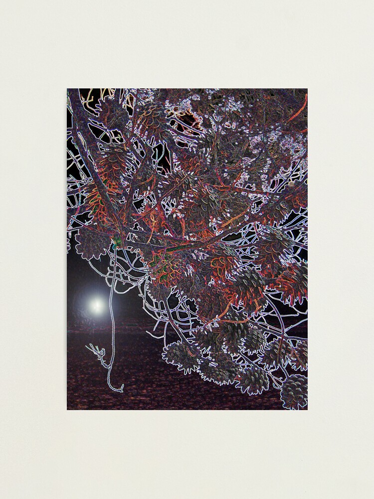 Thumbnail 1 of 3, Photographic Print, WHAT ABOUT IS PINE TREE DREAMING designed and sold by TatianaMichaela.
