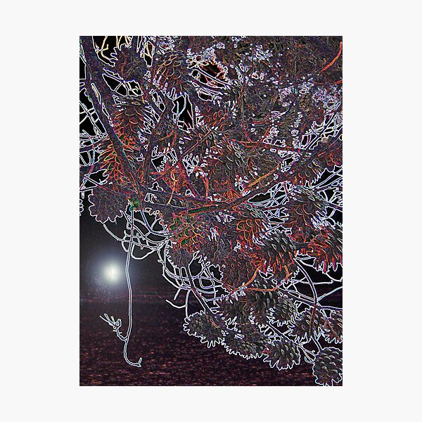 WHAT ABOUT IS PINE TREE DREAMING Photographic Print