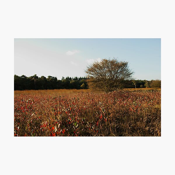 Where blueberry leaves glow Photographic Print