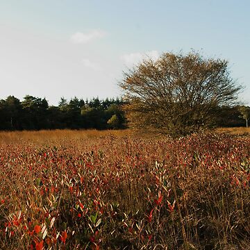 Artwork thumbnail, Where blueberry leaves glow by steppeland