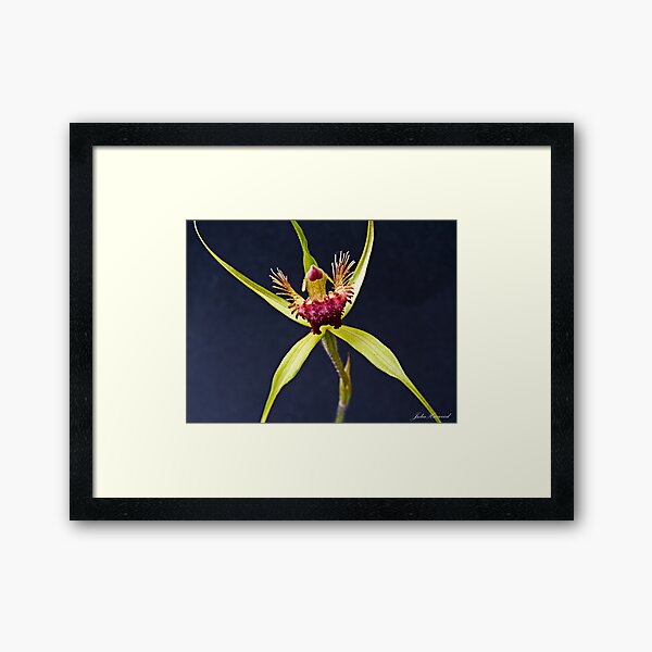 Spider Orchid Framed Art Print