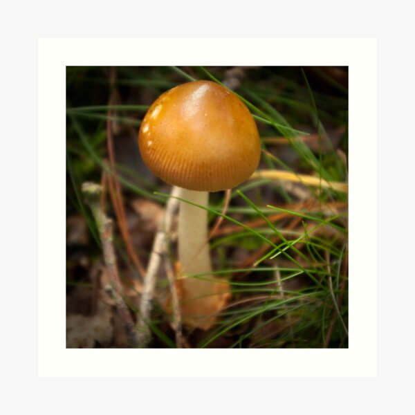 Golden Caramel Head Art Print