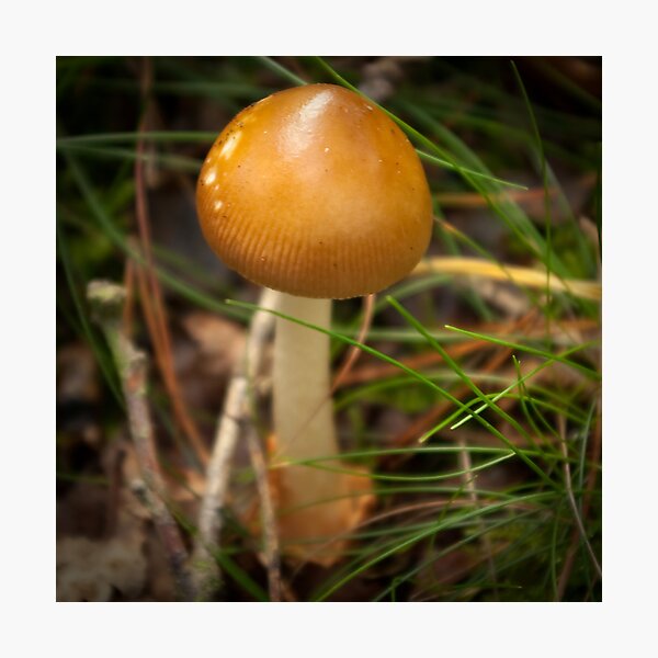 Golden Caramel Head Photographic Print