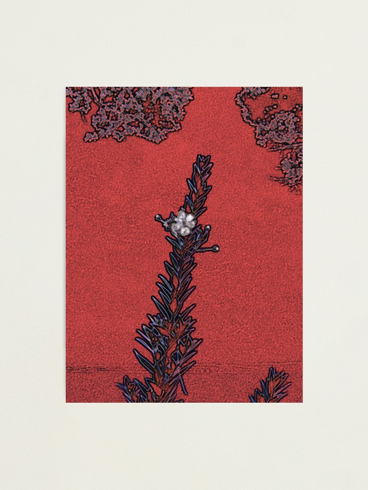 Thumbnail 1 of 3, Photographic Print, IN BLOSSOM designed and sold by TatianaMichaela.
