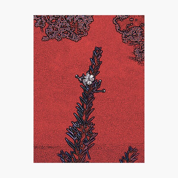 Photographic Print