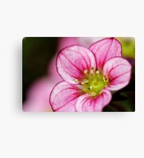 Macro pink flower Canvas Print