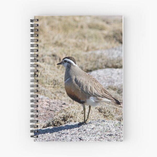 Item preview, Dotterel designed and sold by Jamie  Green.