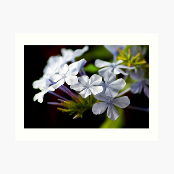 Plumbago auriculata Art Print