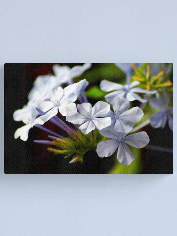 Alternate view of Plumbago auriculata Canvas Print