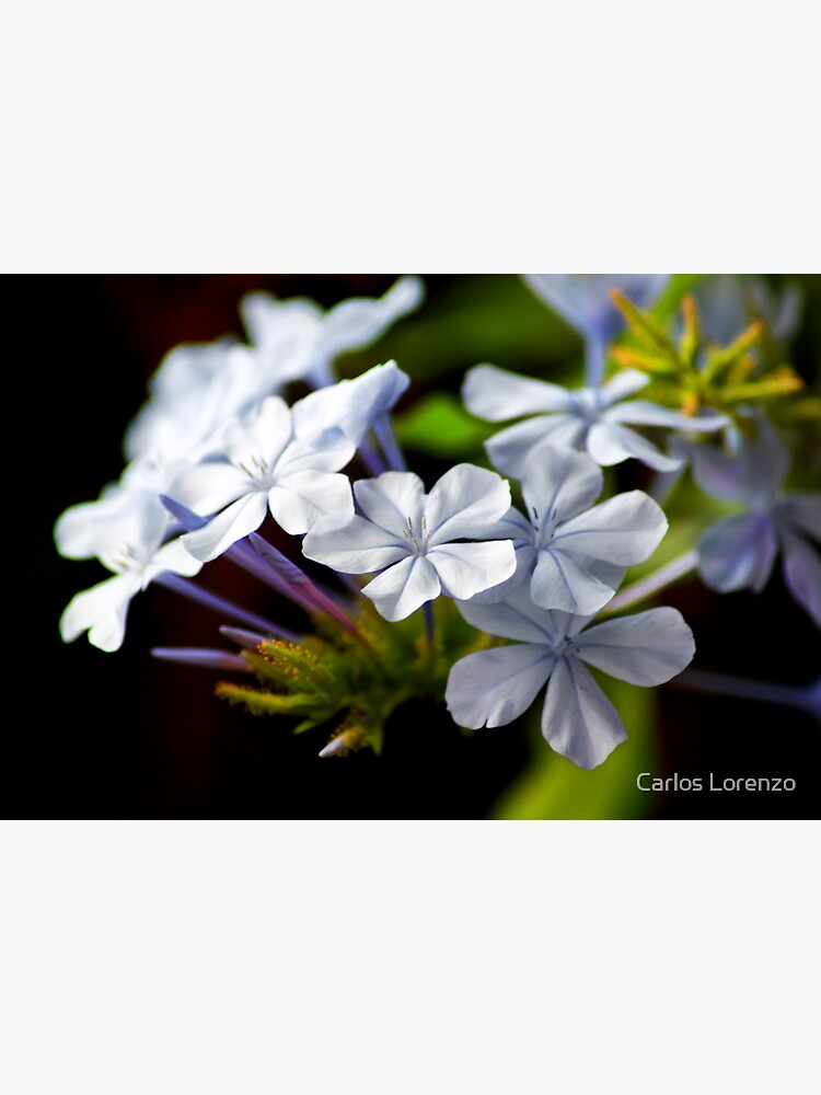 Plumbago auriculata by carloslorenzo