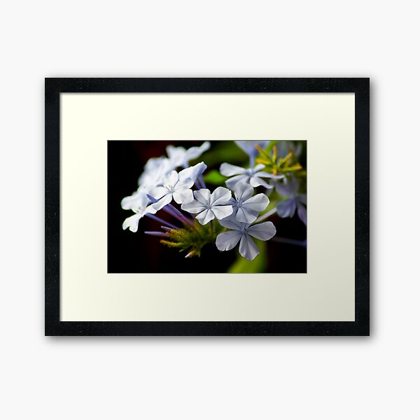 Plumbago auriculata Framed Art Print