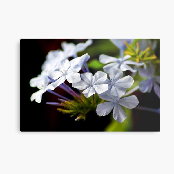 Plumbago auriculata Metal Print