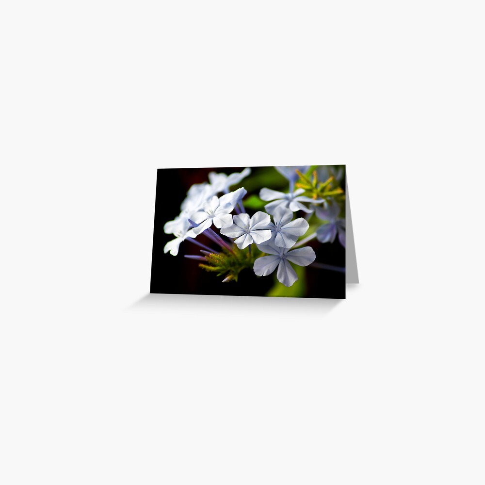 Plumbago auriculata Greeting Card