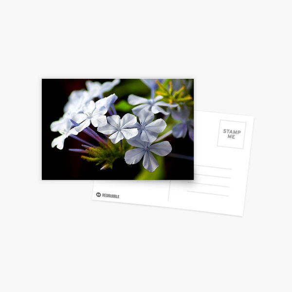 Plumbago auriculata Postcard