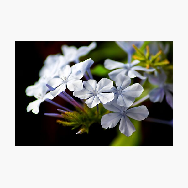 Plumbago auriculata Photographic Print