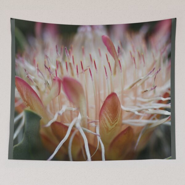 Item preview, Blue Sugarbush, Protea Nerifolia designed and sold by imaginethis.