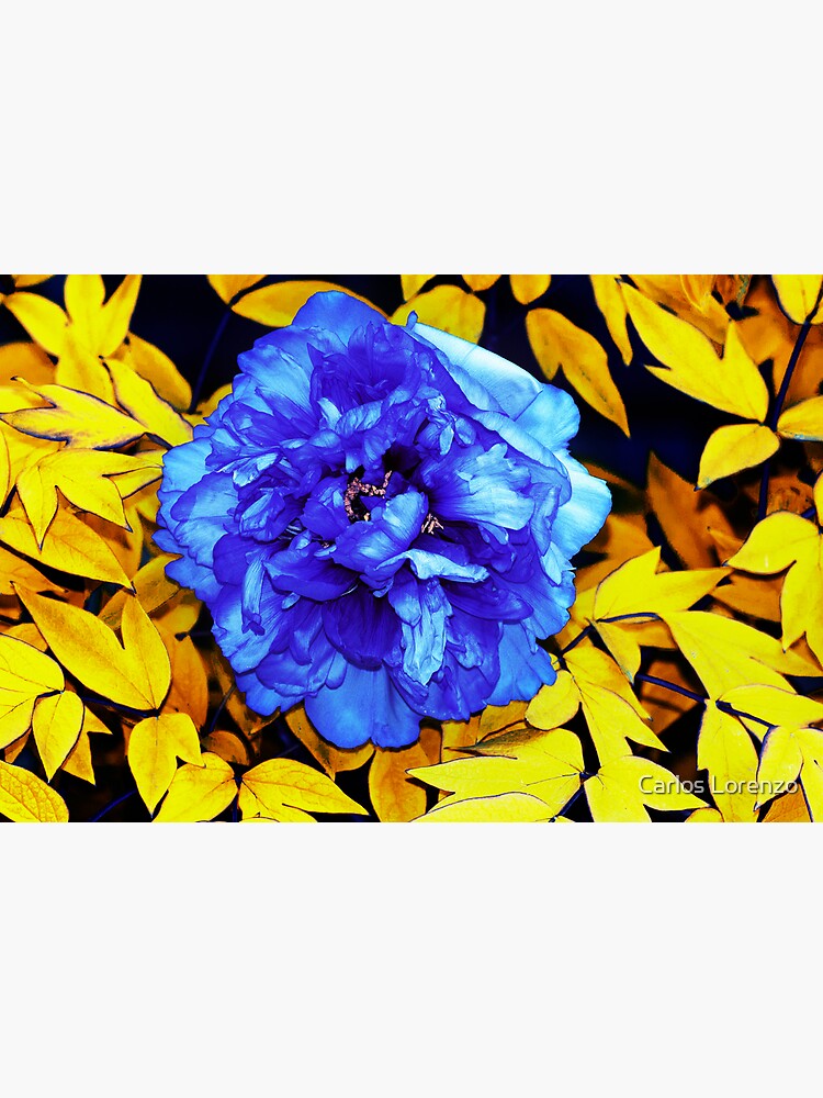 Flower Abstraction by carloslorenzo