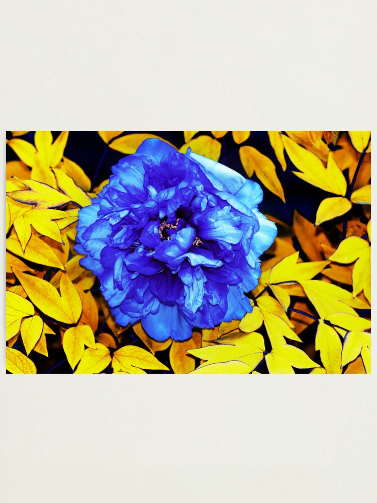 Alternate view of Flower Abstraction Photographic Print