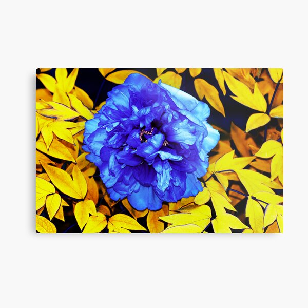 Flower Abstraction Metal Print