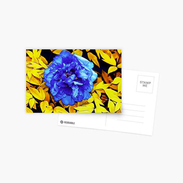 Flower Abstraction Postcard