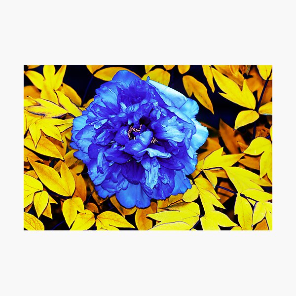 Flower Abstraction Photographic Print