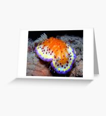 Bright and Colourful Nudibranch Greeting Card