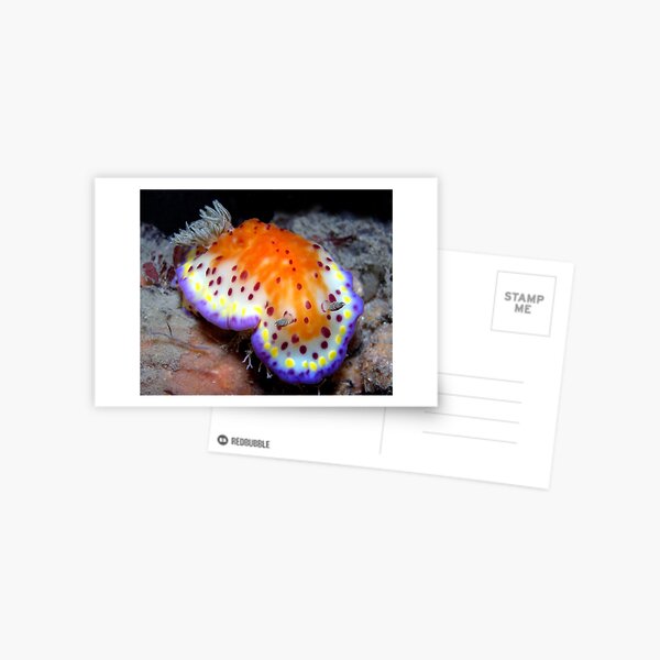 Item preview, Bright and Colourful Nudibranch designed and sold by daveharasti.