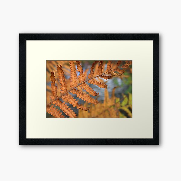 Item preview, Fern, she waves her fronds in the early Autumn rain. designed and sold by murrstevens.