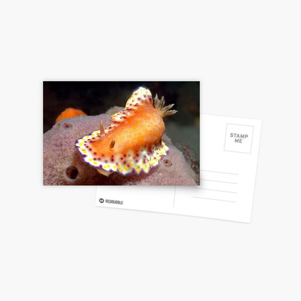 Item preview, Collingwood's Nudibranch designed and sold by daveharasti.