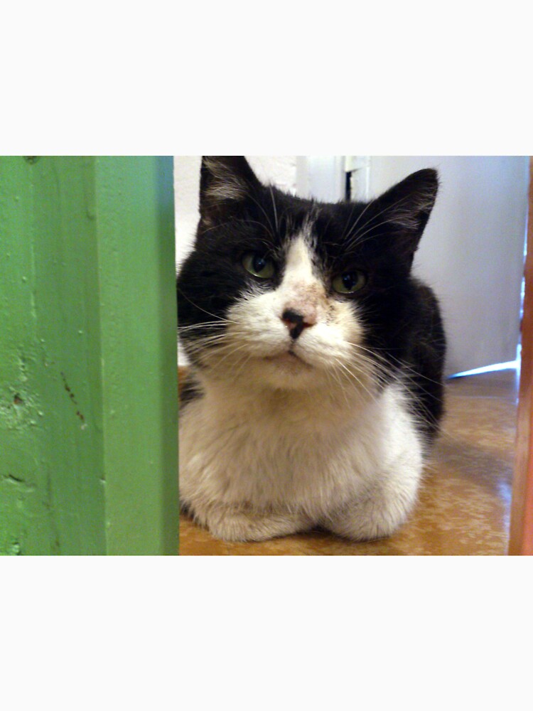 Kater Teddi von Gourmetkater