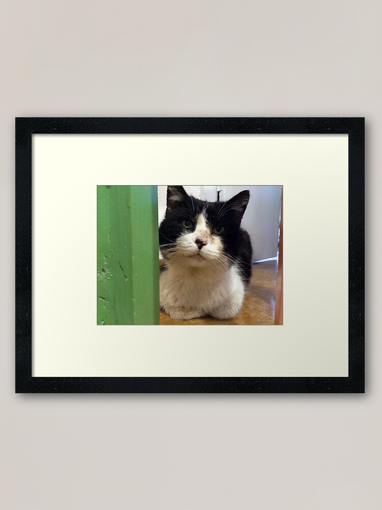 Alternative Ansicht von Kater Teddi Gerahmter Kunstdruck