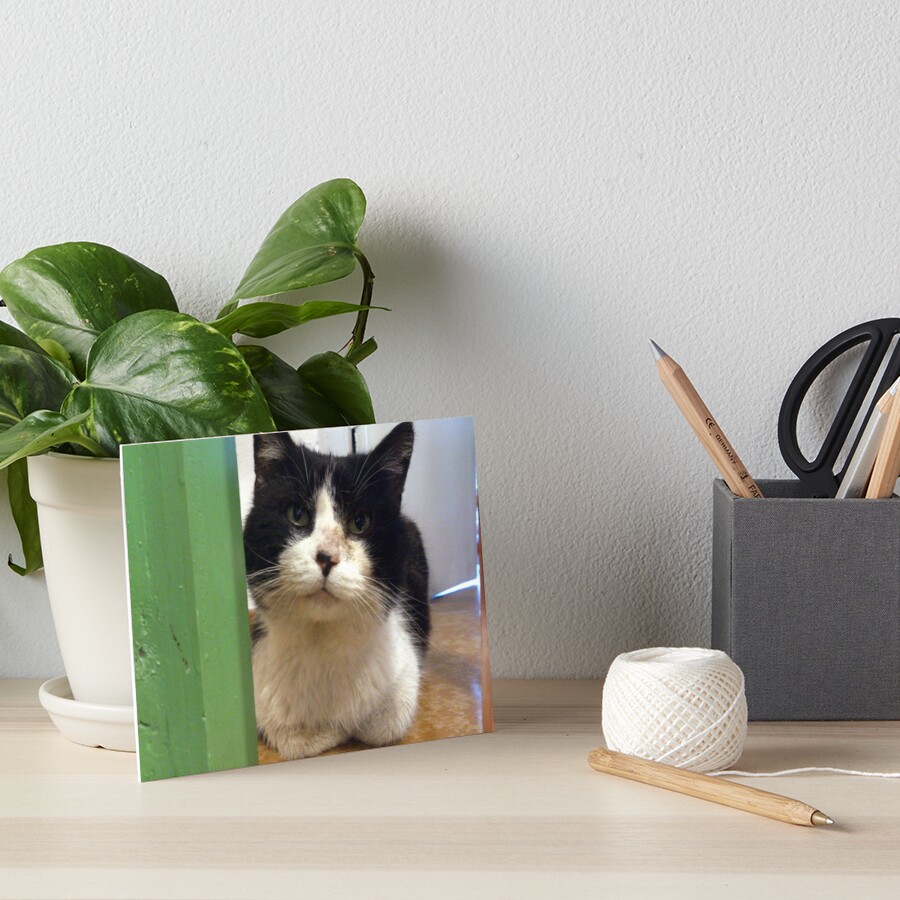Kater Teddi Galeriedruck