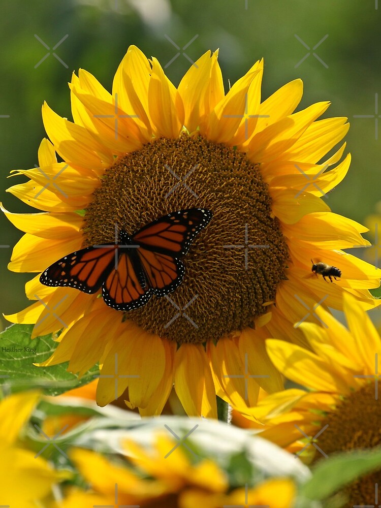 The butterfly the bee and the sunflower by locustgirl
