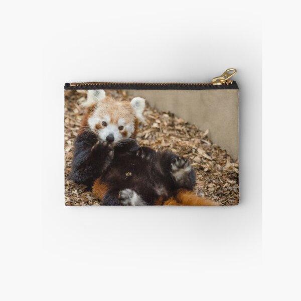 Item preview, Red panda relaxing designed and sold by photosbygemmad.