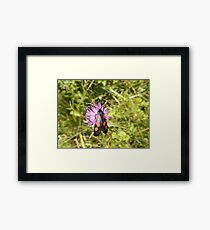 Burnet Moth Framed Print